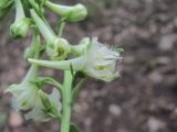 Delphinium macropogon. Цветок (вид сбоку). Дагестан, г/о Махачкала, гора Тарки-Тау, лес. 08.06.2019.