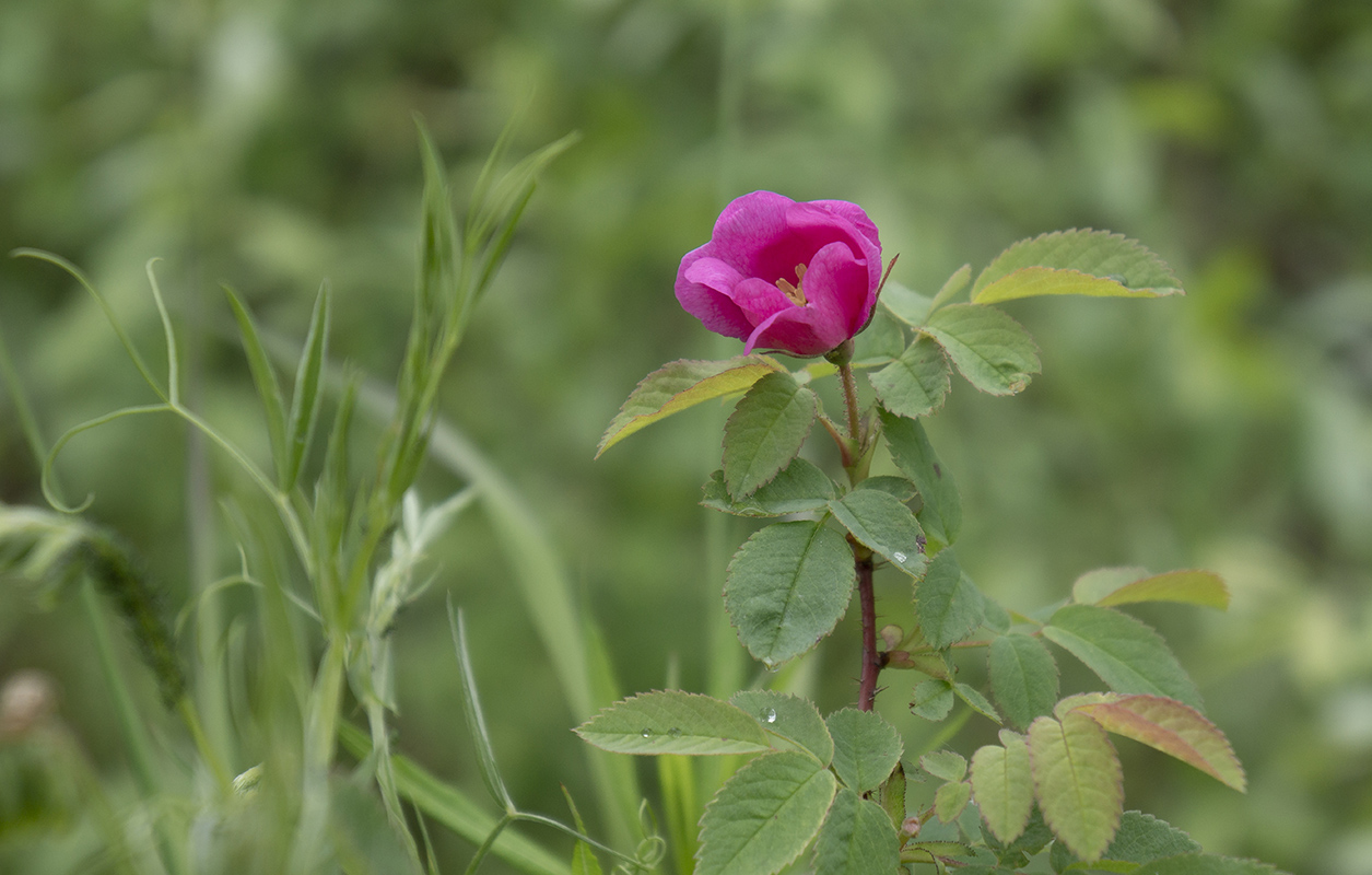 Изображение особи Rosa acicularis.