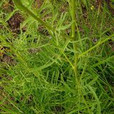 Centaurea scabiosa. Часть стебля с листьями. Чувашия, окрестности г. Шумерля, старый ж/д переезд. 6 июля 2008 г.