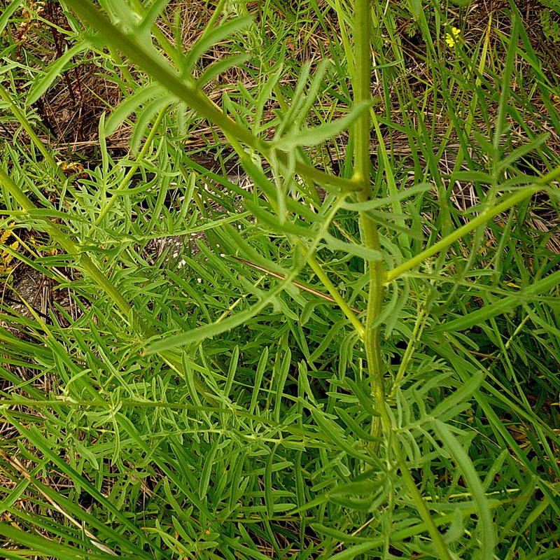 Изображение особи Centaurea scabiosa.