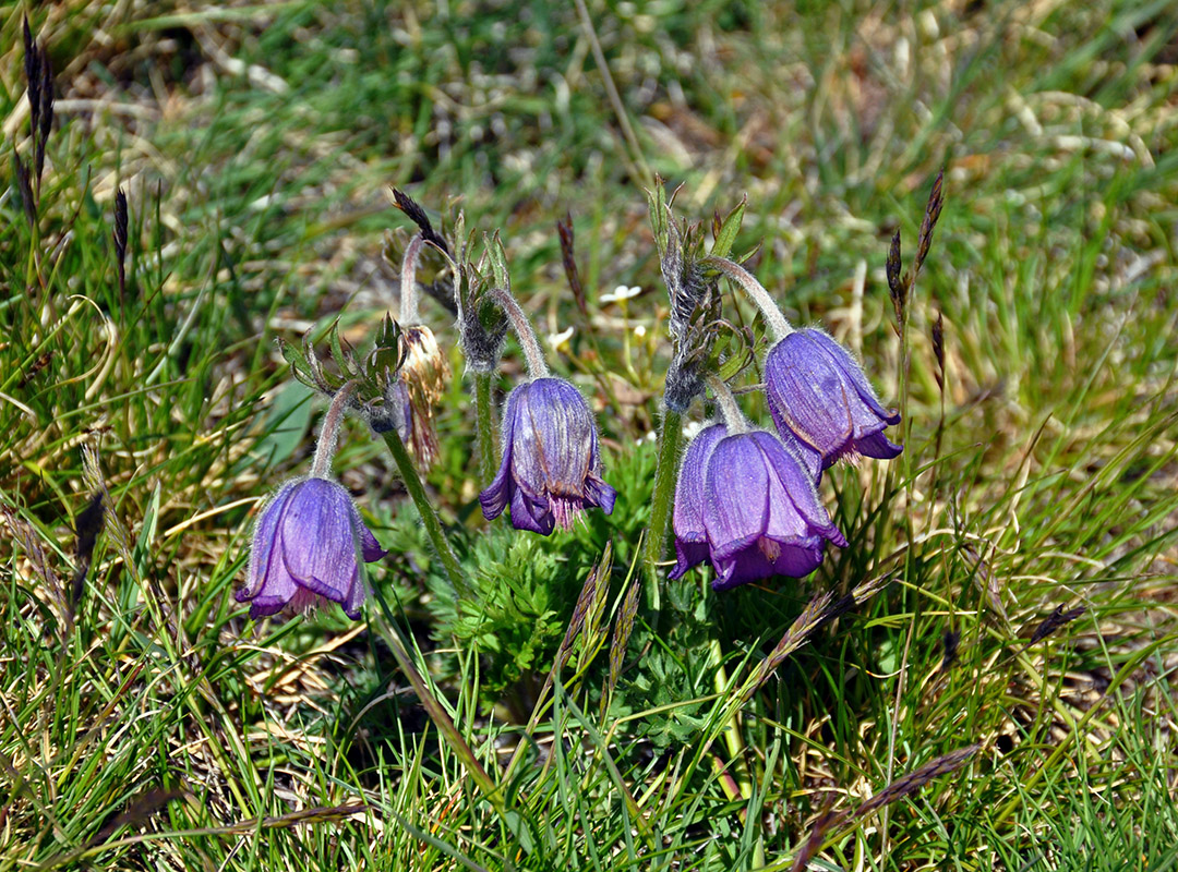 Image of Pulsatilla regeliana specimen.