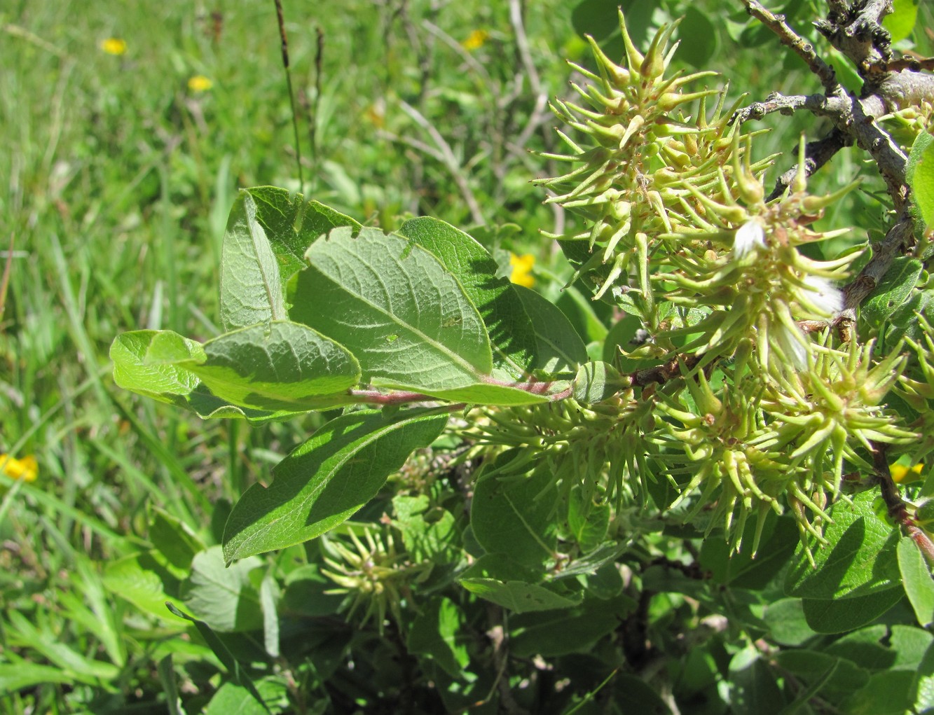 Изображение особи Salix pseudodepressa.