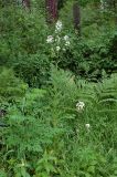 Hesperis sibirica ssp. pseudonivea