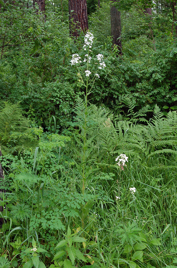 Изображение особи Hesperis sibirica ssp. pseudonivea.