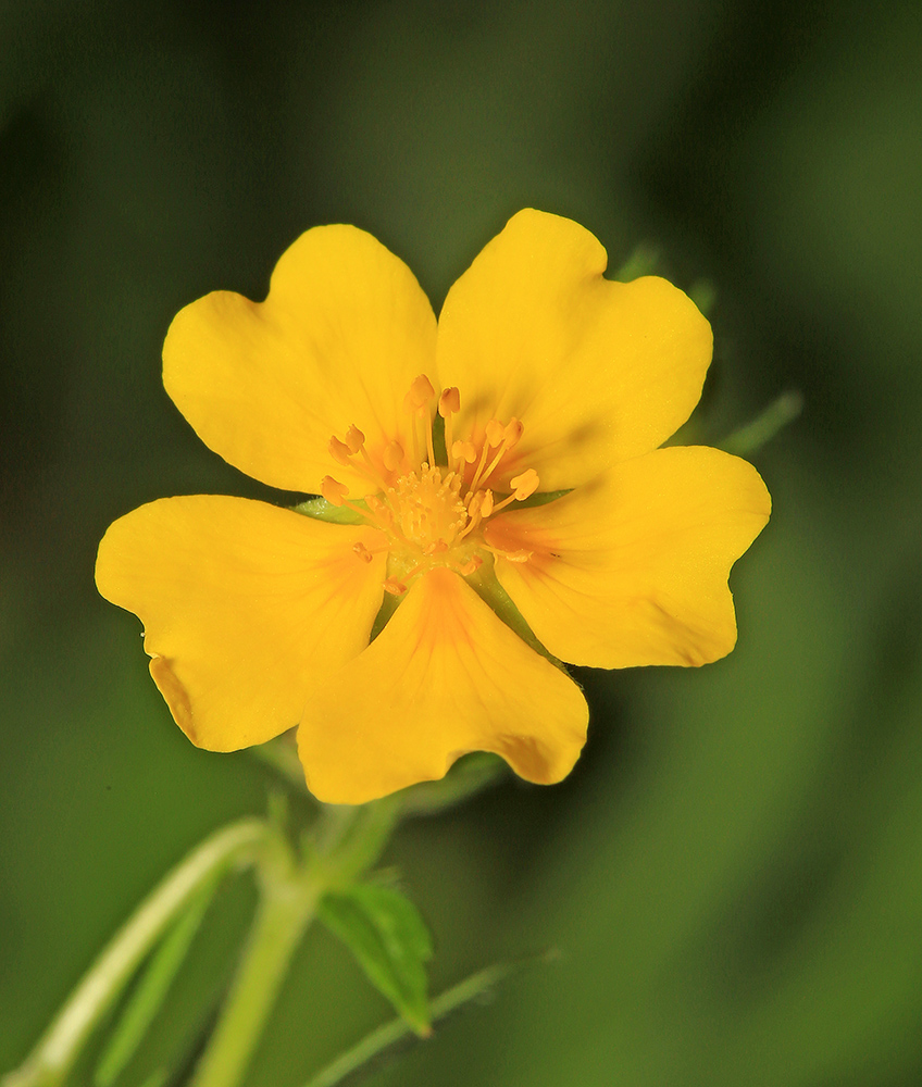 Изображение особи Potentilla cryptotaeniae.