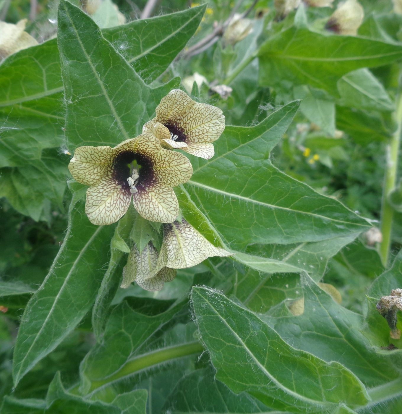 Изображение особи Hyoscyamus niger.