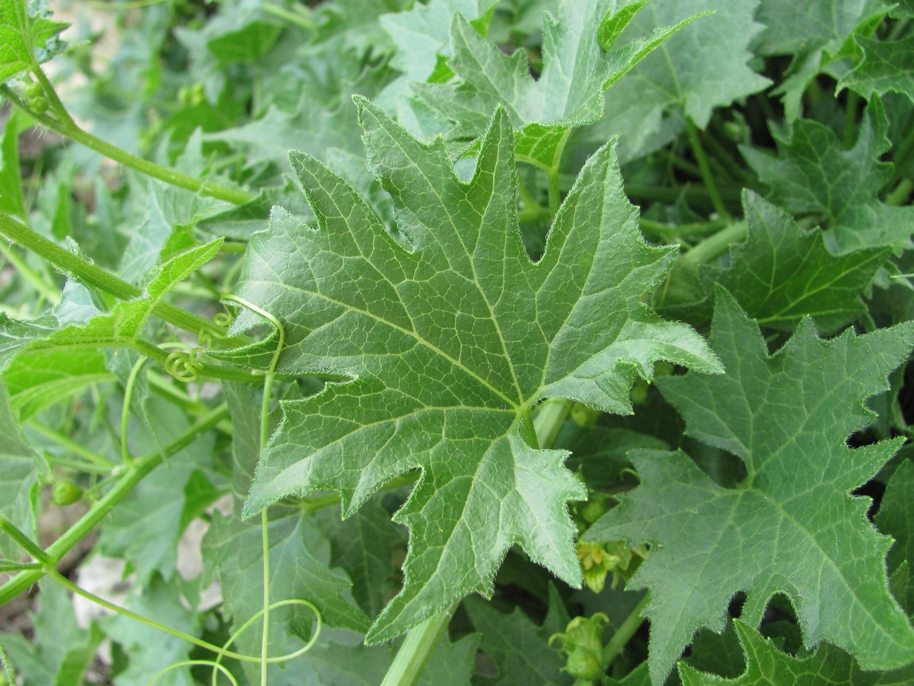 Image of Bryonia aspera specimen.