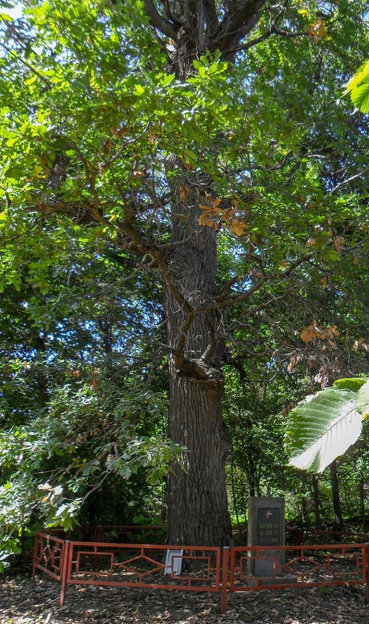 Изображение особи Quercus robur.