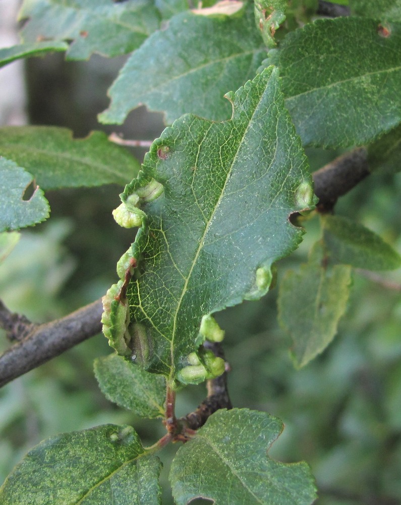 Image of Prunus cerasifera specimen.