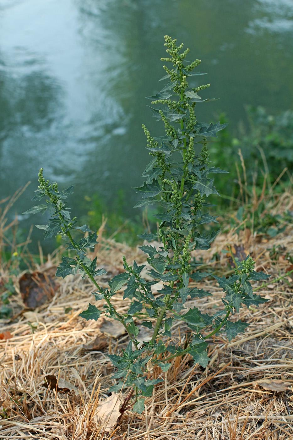 Image of Oxybasis rubra specimen.