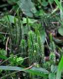 Lycopodium annotinum. Верхушки спороносящих растений. Башкирия, Белорецкий р-н, гора Большой Иремель, ≈ 1000 м н.у.м., смешанный лес. 30.07.2019.