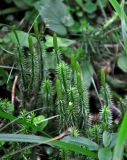 Lycopodium annotinum