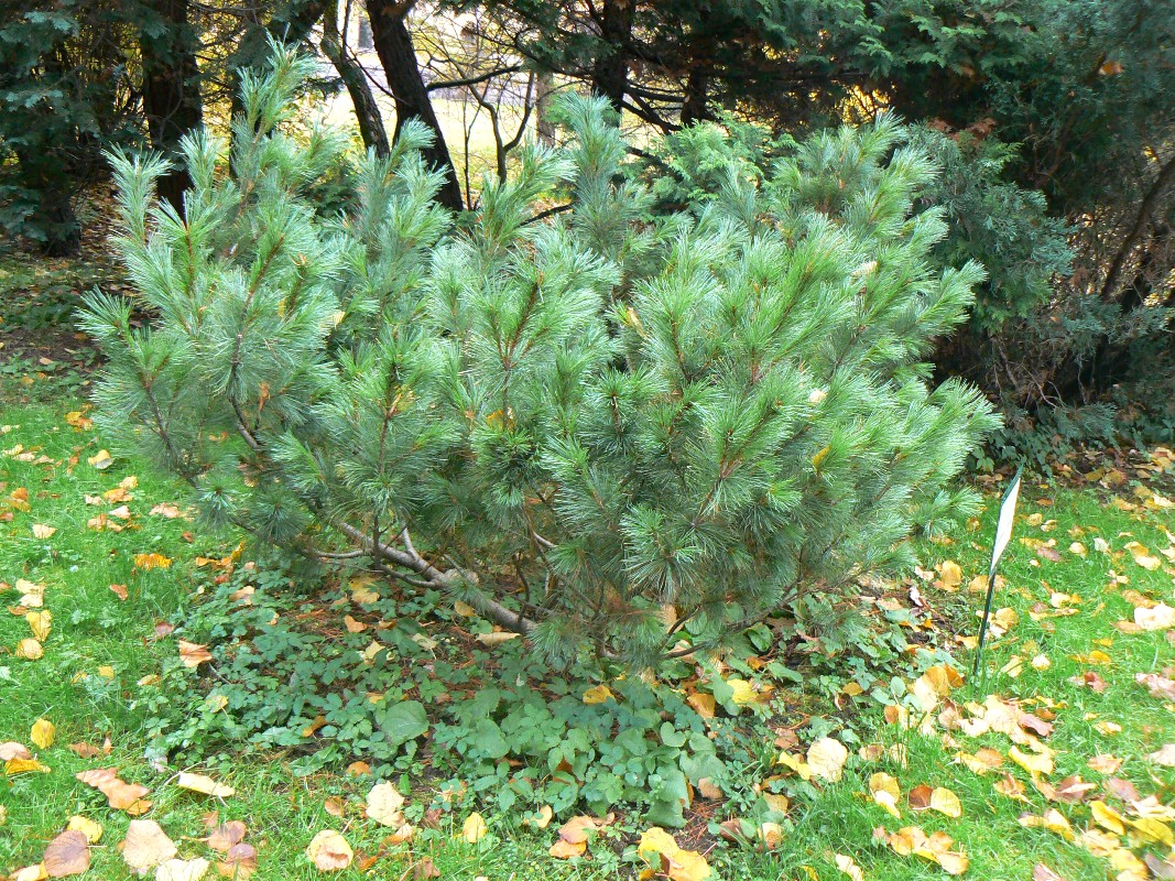 Image of Pinus pumila specimen.