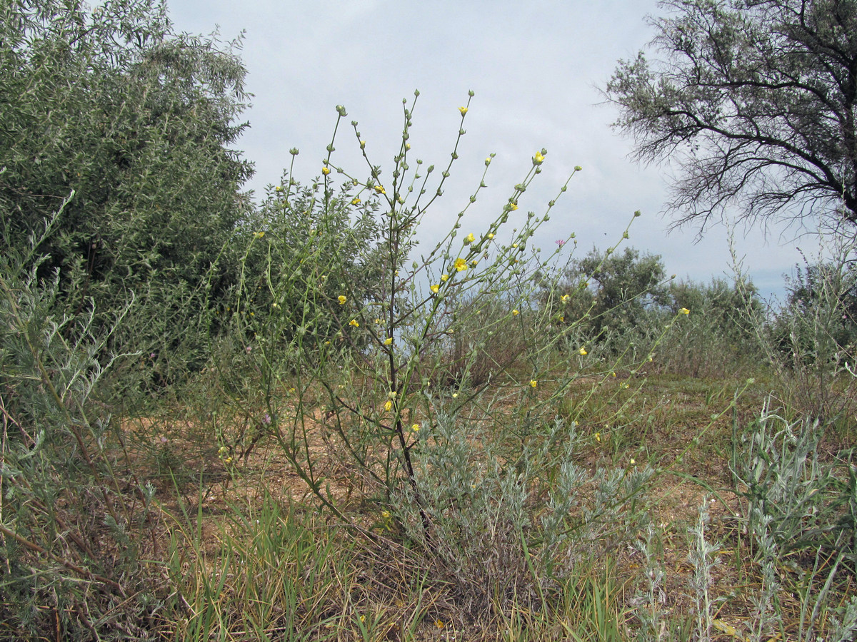 Image of Verbascum pinnatifidum specimen.