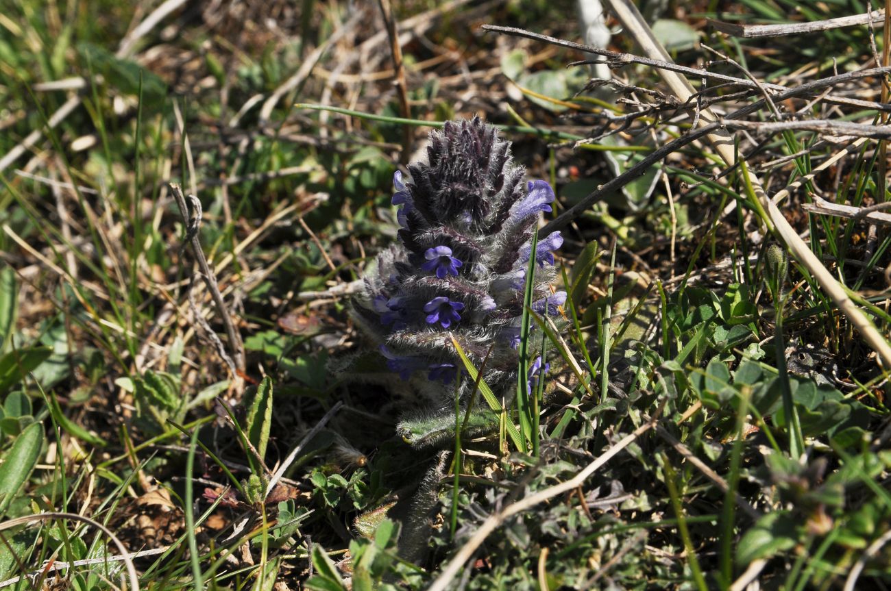 Image of Ajuga orientalis specimen.