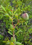 Colliguaja odorifera