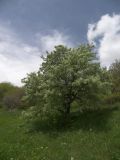 Pyrus hajastana