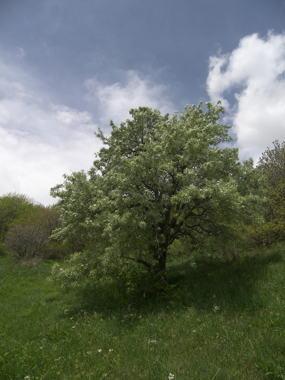 Image of Pyrus hajastana specimen.