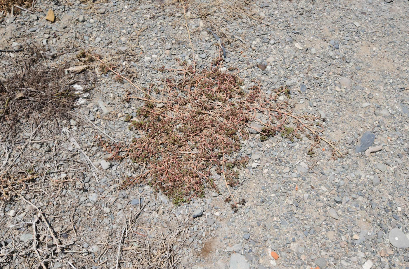 Image of Trianthema portulacastrum specimen.