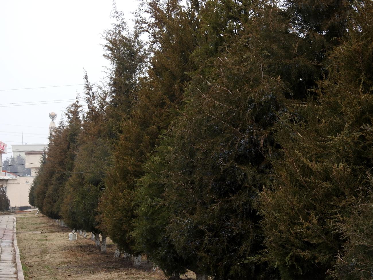 Изображение особи Juniperus virginiana.