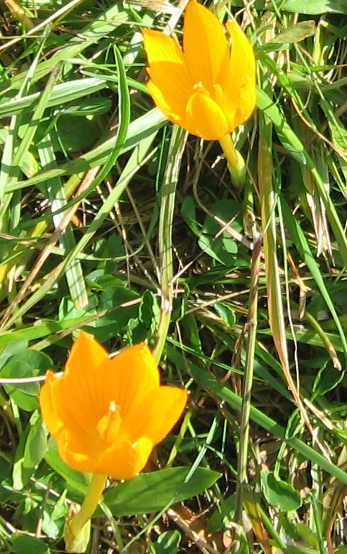 Image of Crocus scharojanii specimen.