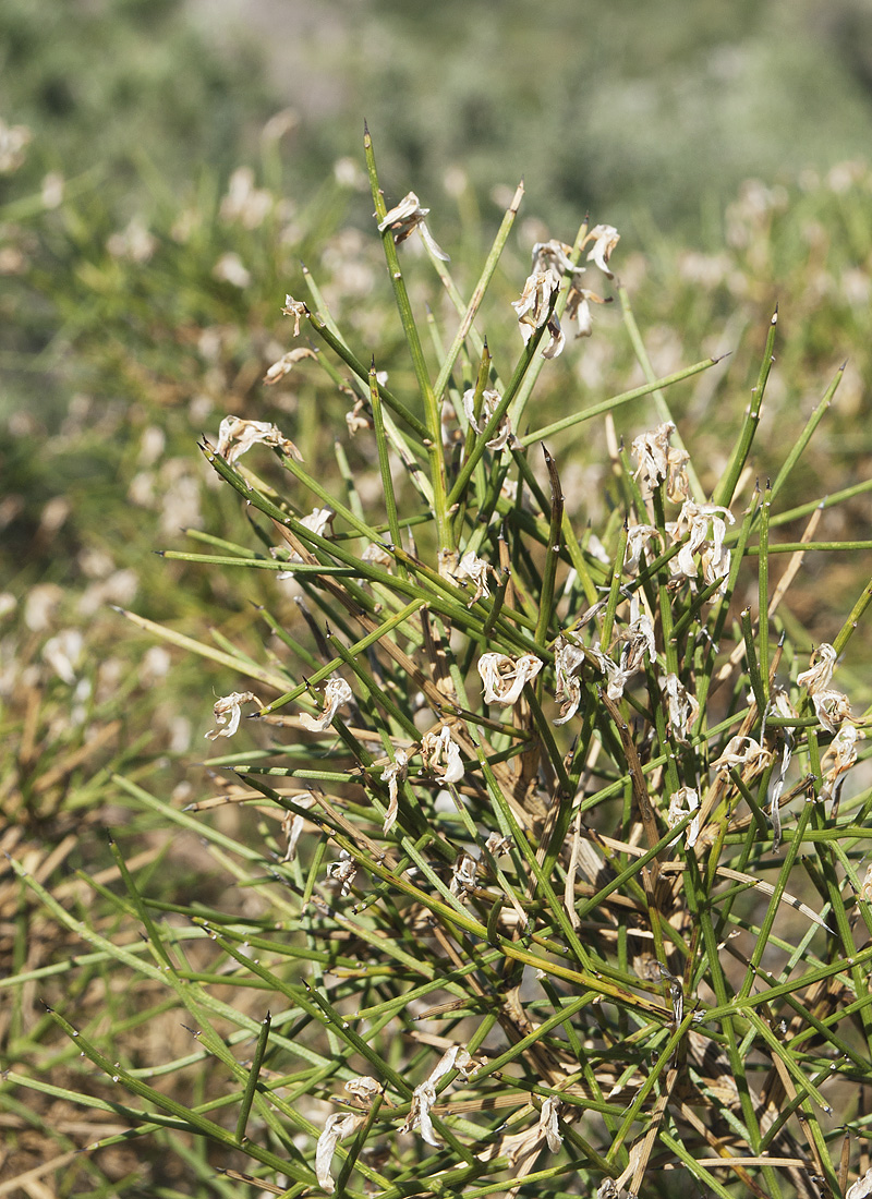 Image of Genista acanthoclada specimen.