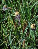 genus Carex. Верхушка цветущего растения. Алтай, Кош-Агачский р-н, долина р. Аккаллу-Озек, ≈ 2300 м н.у.м., горная тундра, берег реки. 17.06.2019.