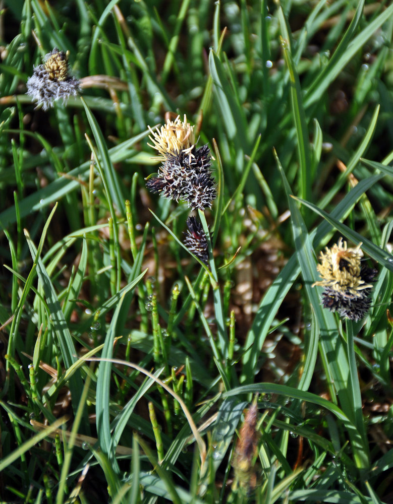 Image of genus Carex specimen.