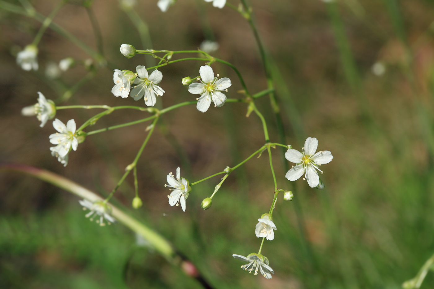 Изображение особи Eremogone saxatilis.