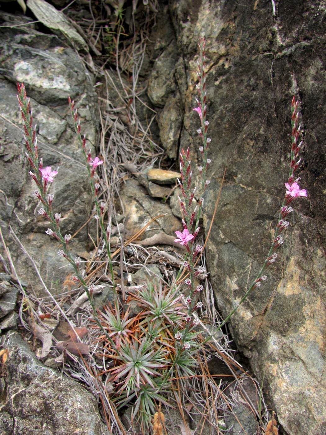 Image of Acantholimon acerosum specimen.