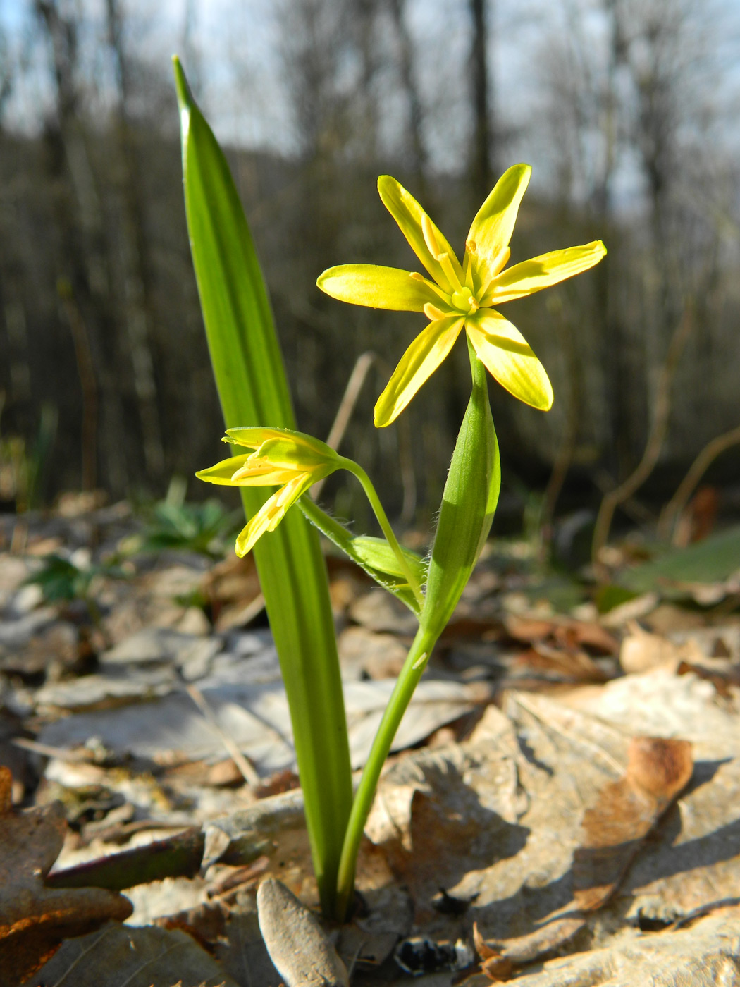 Image of Gagea lutea specimen.