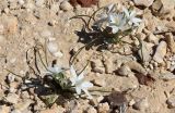 Ornithogalum trichophyllum. Цветущие растения. Израиль, окр. г. Арад, каменистая пустыня (опустыненная фригана). 03.03.2020.