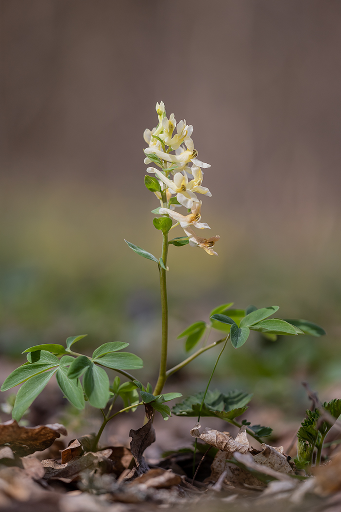 Image of Corydalis marschalliana specimen.