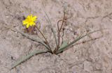 Scorzonera tuberosa