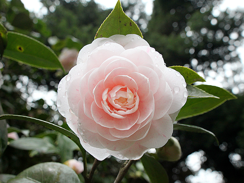 Image of Camellia japonica specimen.