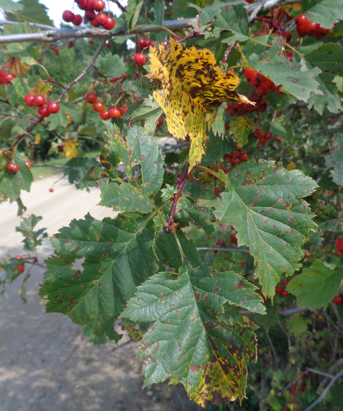 Image of Crataegus chlorocarpa specimen.