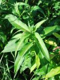 Persicaria maculosa