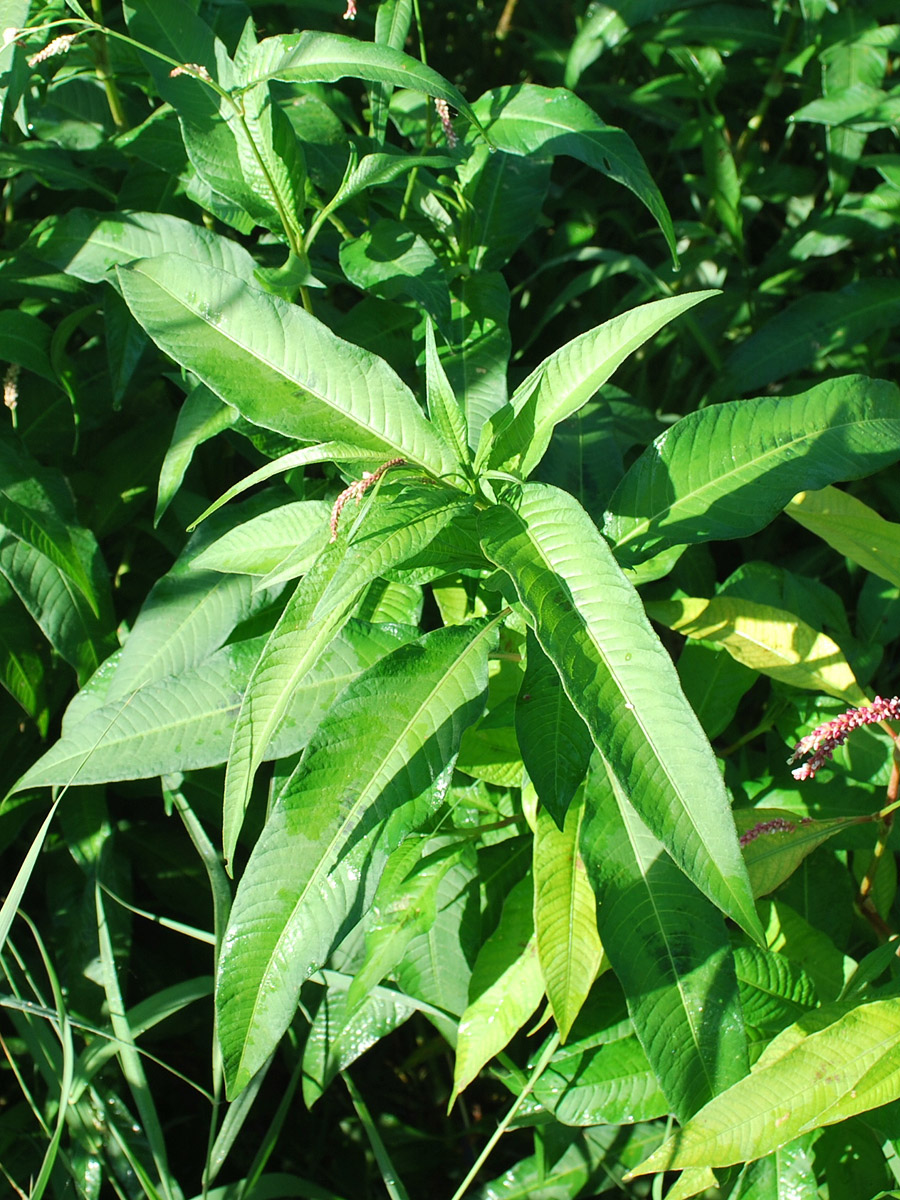 Изображение особи Persicaria maculosa.