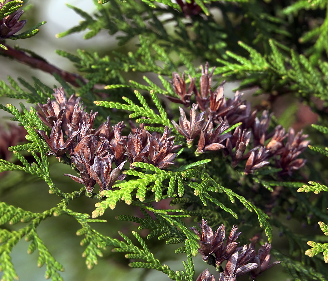 Image of Thuja occidentalis specimen.