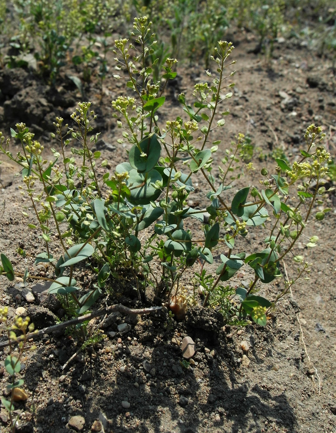 Изображение особи Lepidium perfoliatum.