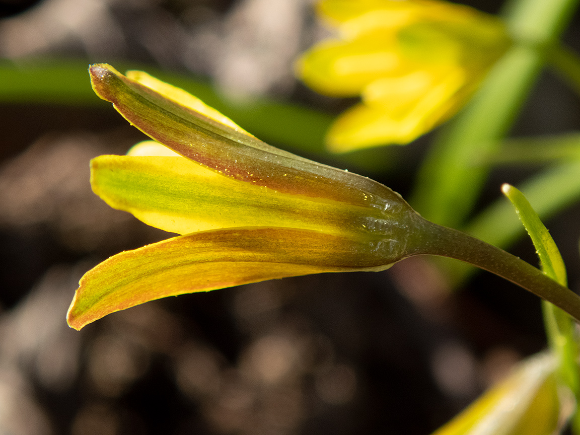 Изображение особи Gagea erubescens.