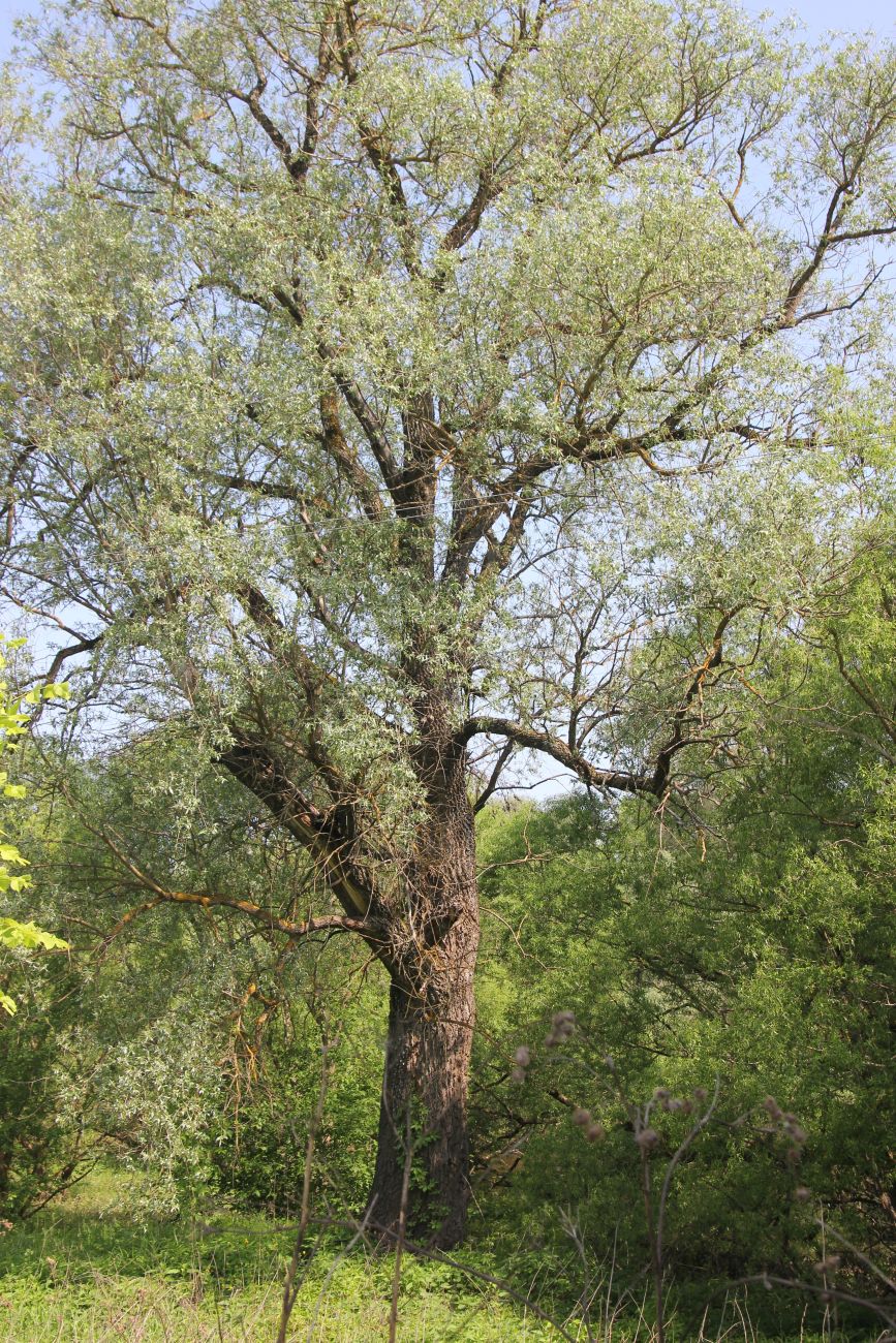 Изображение особи Salix alba.