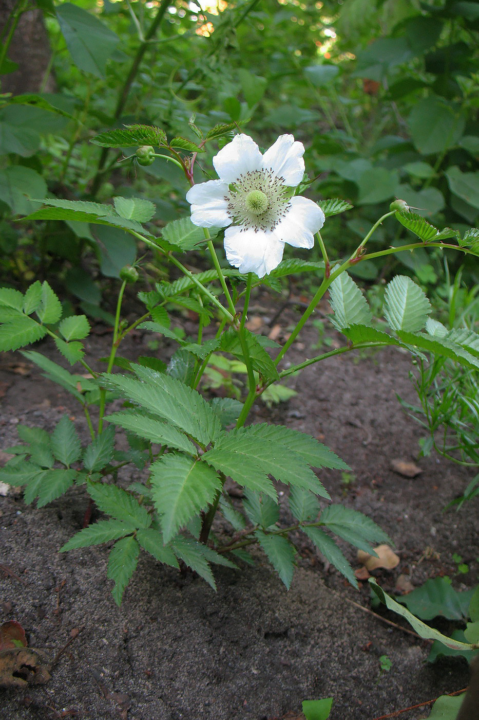 Image of Rubus illecebrosus specimen.