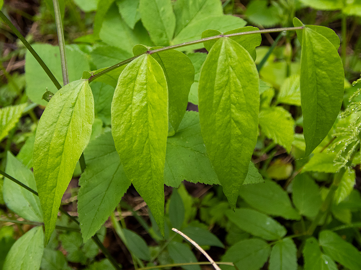 Image of Lathyrus vernus specimen.