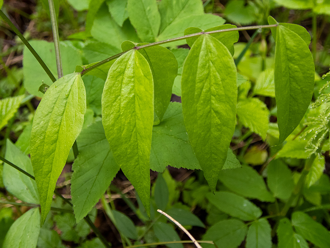 Изображение особи Lathyrus vernus.