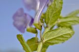 Scutellaria strigillosa. Часть побега с основанием соцветия. Приморье, Находкинский городской округ, окр. пос. Ливадия, бух. Флотская, песчаный пляж. 18.07.2020.