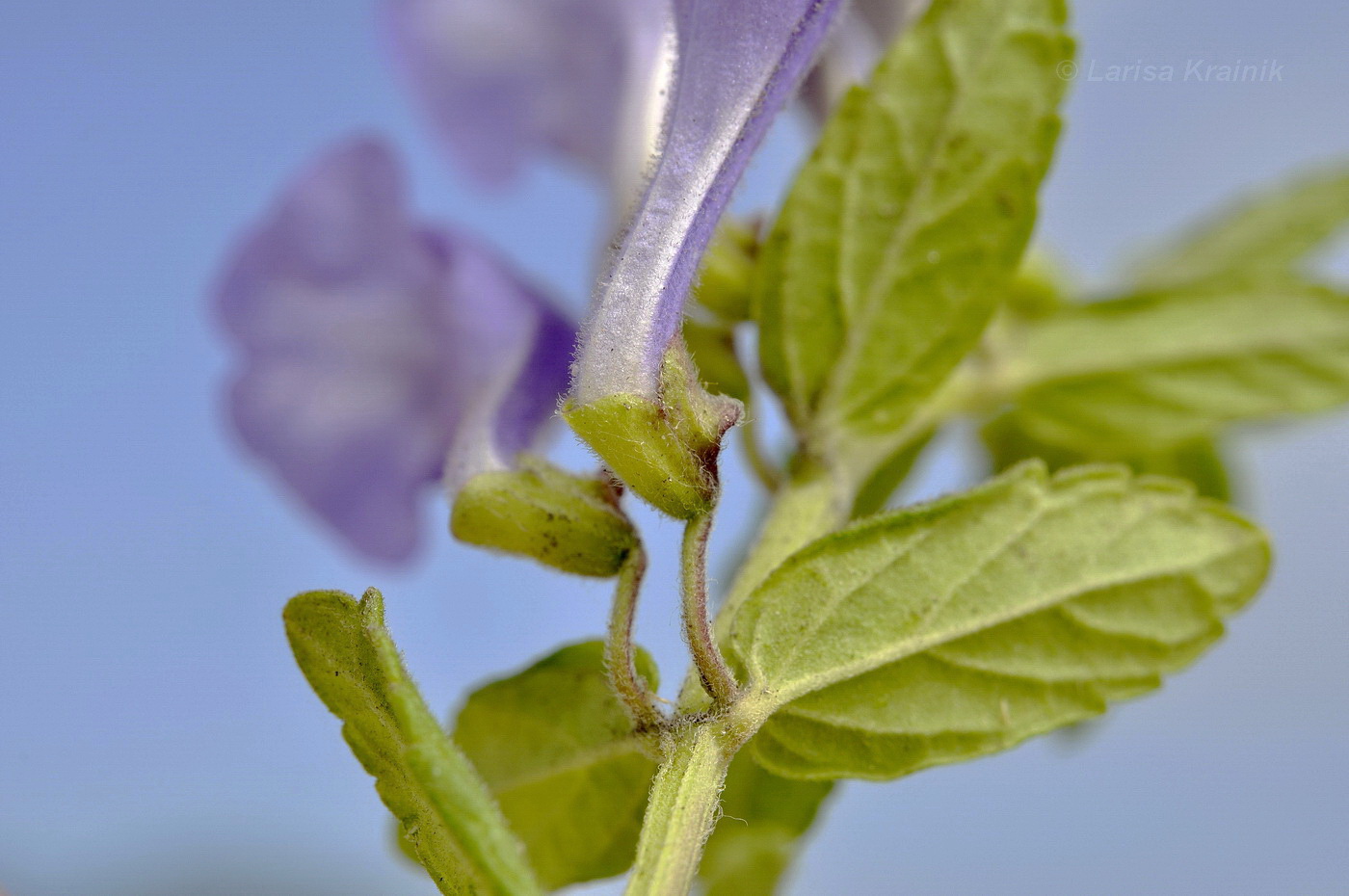 Изображение особи Scutellaria strigillosa.