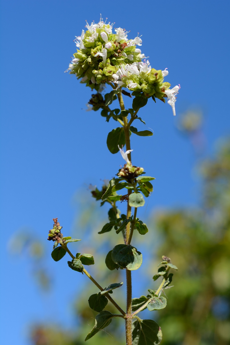 Image of Origanum vulgare ssp. viride specimen.