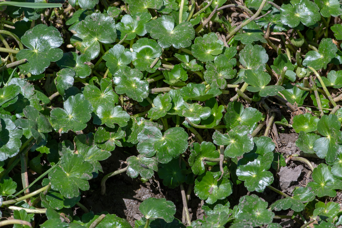 Изображение особи Hydrocotyle ranunculoides.