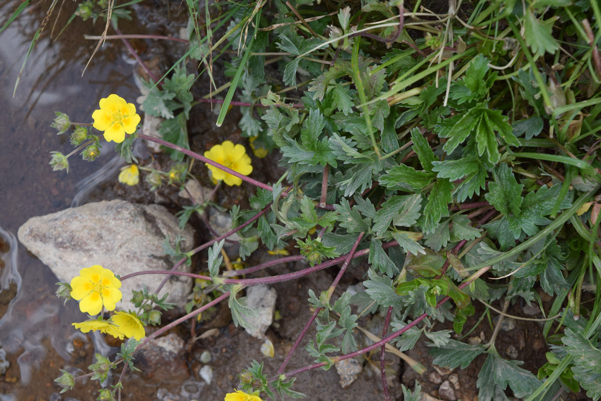 Изображение особи Potentilla tephroleuca.